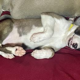 Greyhound Puppies from Angela Holtzen
