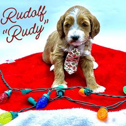 Rudolf  'Rudy' - Red  male Goldendoodle puppy in Travelers Rest, South Carolina from Bailey Mountain Doodles