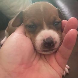 Jack Russell Terrier Puppies from Kajun Jacks