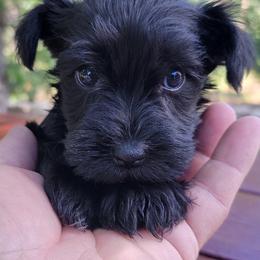 Winston Imported Champion Lines - Black male Miniature Schnauzer puppy in Saratoga Springs, Utah from Happy Beard Schnauzers