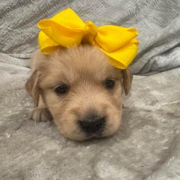 Dancer: Yellow collar - Golden female Golden Retriever puppy in Monterey, Tennessee from Lawson’s Green Acres Goldens and Mini Dachshunds