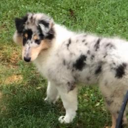Topaz - Blue merle white and tan male Collie puppy in Carencro, Louisiana from Cajun Bayou's Collies LLC