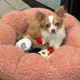 Saja - Chihuahua