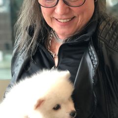 American Eskimo Dogs from Brilliant