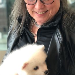 American Eskimo Dogs from Brilliant