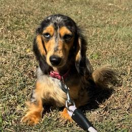 Chinook - Dapple male Dachshund puppy in Wichita, Kansas from Rustic Dachshunds