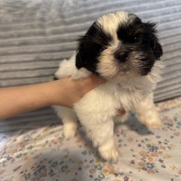 Farmer - Black and white male Shih Tzu puppy in Farmington, New York from Darla’s Furever Shih Tzu