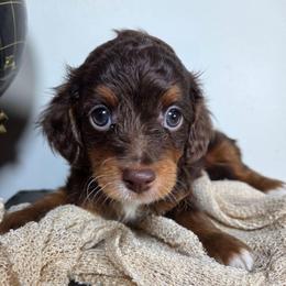 Mocha - Red phantom male Aussiedoodle puppy in Haleyville, Alabama from The Cuddly Dood Ranch