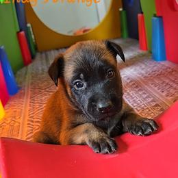 Indy's Orange - Mahogany male Belgian Malinois puppy in Berry, Alabama from North River k9