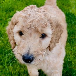 Goldendoodle Puppies from Copper Doodle Tails