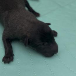 Stout dark mask female - Black sable female Belgian Malinois puppy in Dallas, Texas from RoyalHaus Malinois