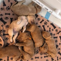 Goldendoodle Puppies from SunriseDoodles