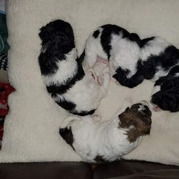 Goldendoodle Puppies from Lesia's Goldendoodles