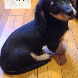 Dachshund Puppies from Tiny Tails Ranch