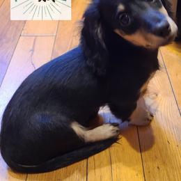 Dachshund Puppies from Tiny Tails Ranch