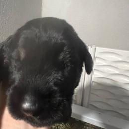 Shadow-Blue collar - Black male Giant Schnauzer puppy in Atoka, Oklahoma from Hannah's Haus & Farm