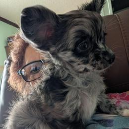 MJ - Blue merle male Chihuahua puppy in Marianna, Florida from Garden Tub Chihuahuas