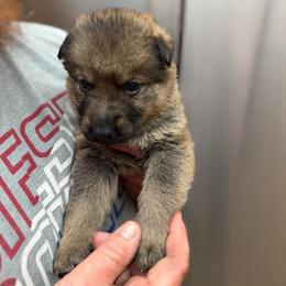 A1-2 Sable Boy - Mr. Brown (formerly Lt. Grn) - Sable male German Shepherd puppy in Lincoln, California from Valor-K9s