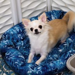 Luna - Cream female Chihuahua puppy in Orlando, Florida from Destiny Chihuahuas