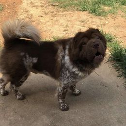MooShu - Chinese Shar-Pei
