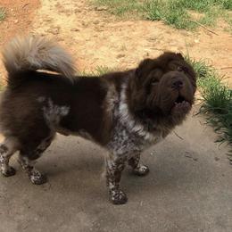 MooShu - Chinese Shar-Pei