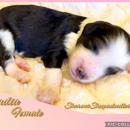 Acadia - Black and white female Sheepadoodle puppy in Roseburg, Oregon from Sharon’s Sheepadoodle’s