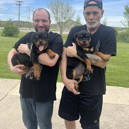 Pomsky, Rottweiler, Shetland Sheepdog, and Toy Shetland Sheepdog Puppies from Mountain High Kennels