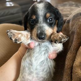 Bambi - Piebald female Dachshund puppy in Bruceton, Tennessee from Dachshund Dreams