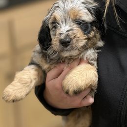 Aussiedoodle puppies from Darling Australians
