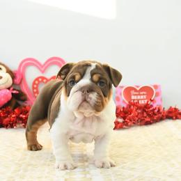 Blossom - Chocolate tri-color female Bulldog puppy in Lewisberry, Pennsylvania from Salted Rim Corgis