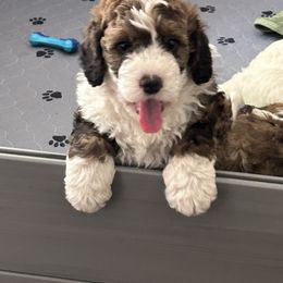 Bernedoodle Puppies from Heartland Kennels