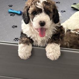 Bernedoodle Puppies from Heartland Kennels