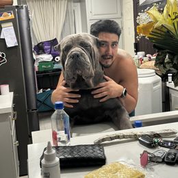 Cane Corso and Poodle Puppies from Viceroy Corsos