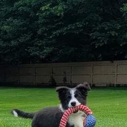 Count Dracula - Black and white male Border Collie puppy in Crawfordsville, Indiana from Rescued Dreams Border Collies