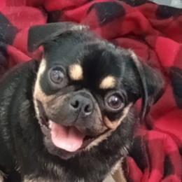 Evie - Pug