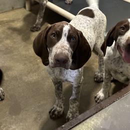 Boy 4 - German Shorthaired Pointer puppy in Dearborn, Missouri from Hardwood Kennels