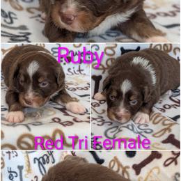 Ruby - Red tri-color female Australian Shepherd puppy in Squaw Valley, California from A&M Australian Shepherds