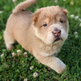 Lexapro - Isabella dilute female Chinese Shar-Pei puppy in Clarksville, Tennessee from Wrinkle Bum Shar-Pei