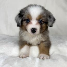 Brownie - Blue merle male Miniature Australian Shepherd puppy in Bedias, Texas from JSK Aussie and Cavaliers