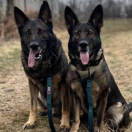 German Shepherds from Von Taygetos German Shepherds