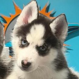 Sax - Black and white male Siberian Husky puppy in Louisville, Kentucky from Pawsitively Huskies