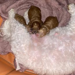 Poodle Puppies from Jamilette Delatorre's Poodles