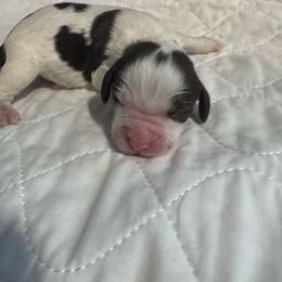 Black collar - Liver white and tan male English Springer Spaniel puppy in Elma, Washington from McCartney Springer’s