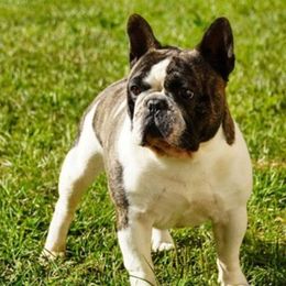 Bulldogs and French Bulldogs from Romanov’s  Bulldogs