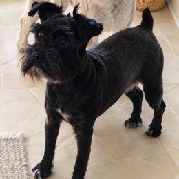 Cleo - Miniature Schnauzer