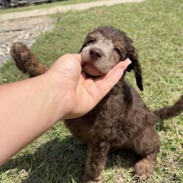 Lime Green- Twix - Phantom male Poodle puppy in Copperas Cove, Texas from Poodles of Valor
