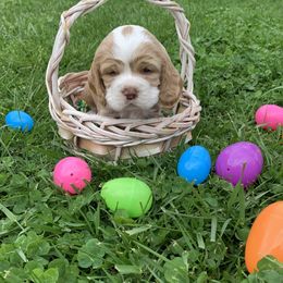 Sweet Tina - Buff and white Cocker Spaniel puppy in Virginia from S&J Spaniels