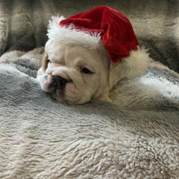 Bulldog Puppies from Semper Fi Bulldogs