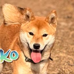 Byakko - Shiba Inu