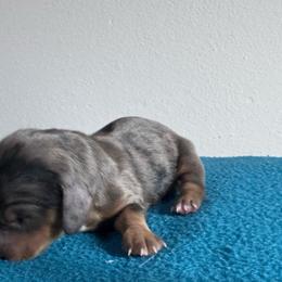 Ant-man - Dapple male Dachshund puppy in Afton, Oklahoma from C5 Doodles